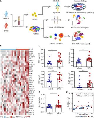 CD16+ monocytes are involved in the hyper-inflammatory state of Prader-Willi Syndrome by single-cell transcriptomic analysis